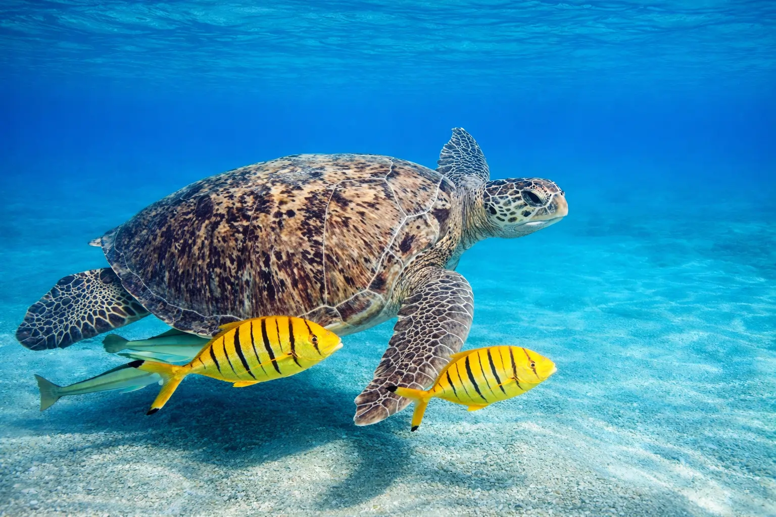 Marsa Alam Trip from Hurghada banner